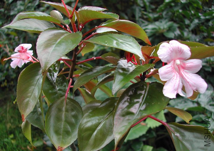 Impatiens_grandis_Rosa_Hookeriana_0548.jpg