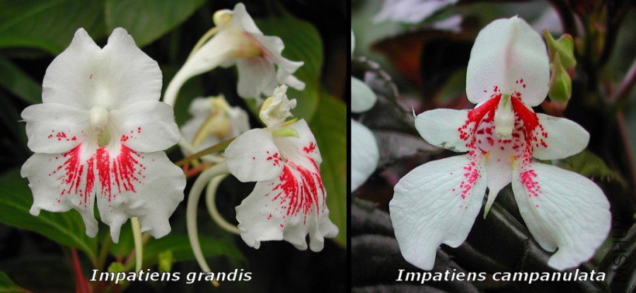 Impatiens_grandis_x_campanulata_hybrid_1919_7792.jpg