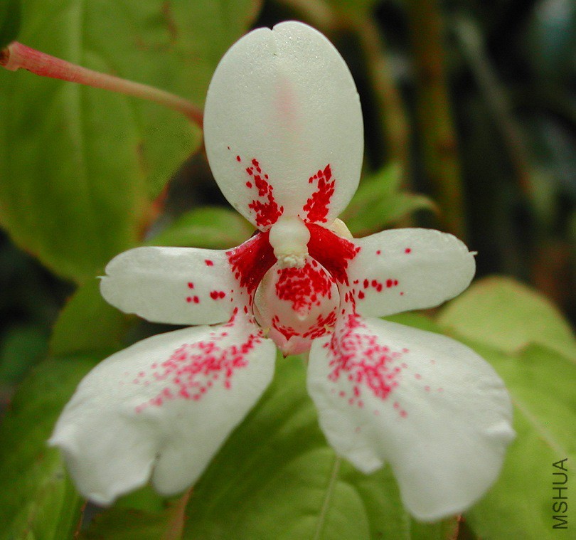 Impatiens_grandis_x_campanulata_hybrid_2125.jpg