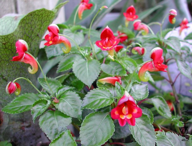 Kilimanjaro_Impatiens_6119.jpg