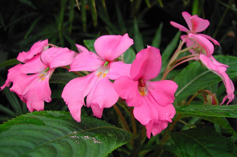 Impatiens_latiflora_Indian_Angel_0422.jpg