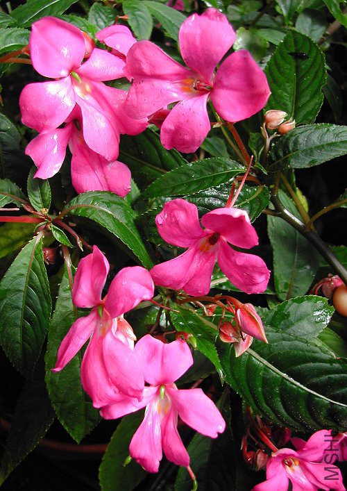 Impatiens_latiflora_Indian_Angel_Impatiens_9812.jpg