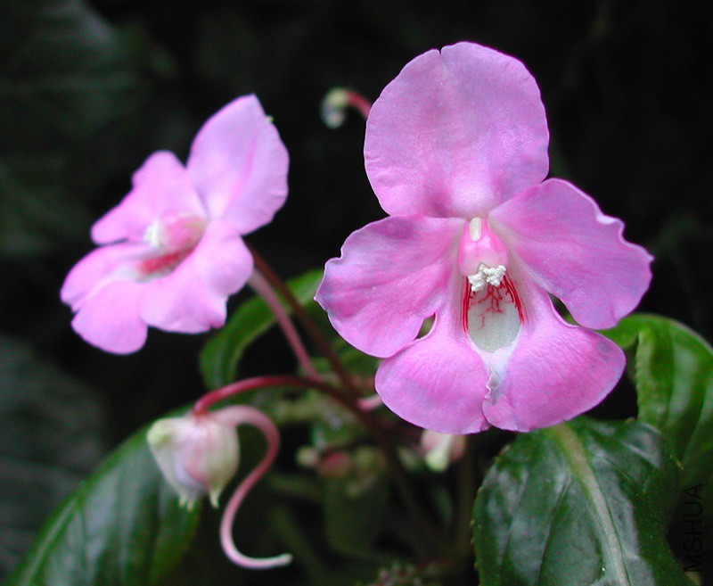 Impatiens_laurentii_2_7886.jpg