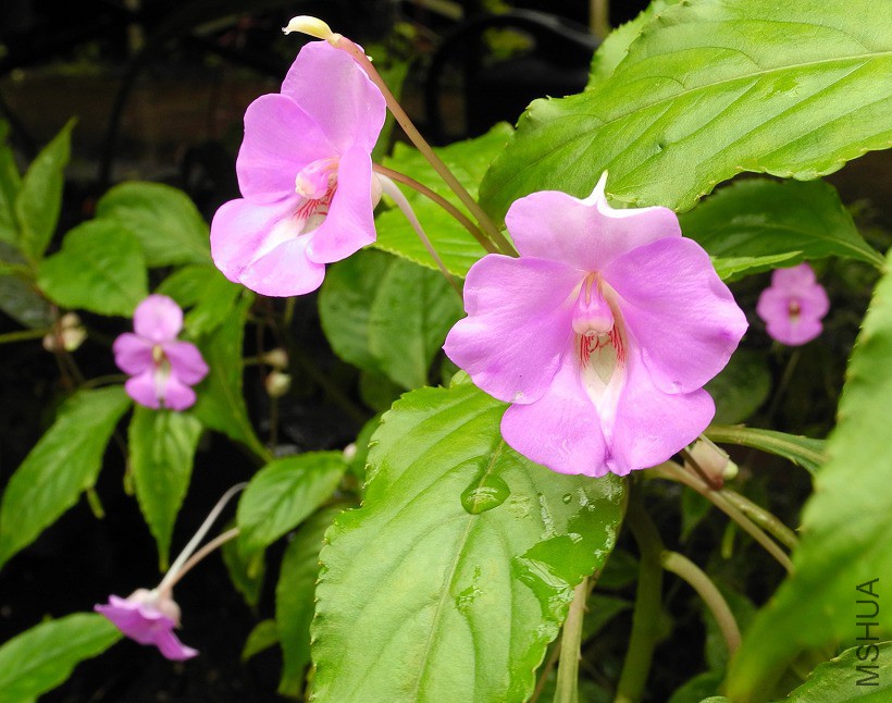 Impatiens_laurentii_4061.jpg
