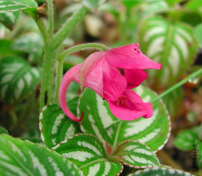Impatiens_marianae_1378.jpg