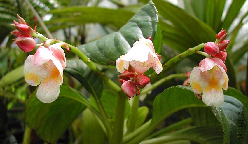 Impatiens_mirabilis_1309.jpg