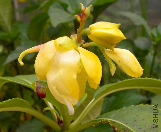 Impatiens_mirabilis_2078.jpg