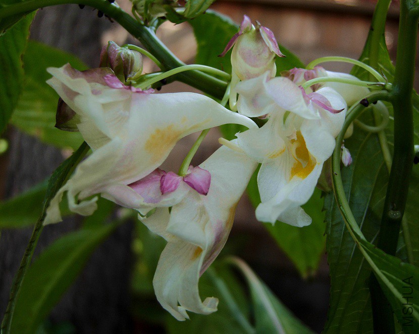 Impatiens_mishmiensis_2_0374.jpg