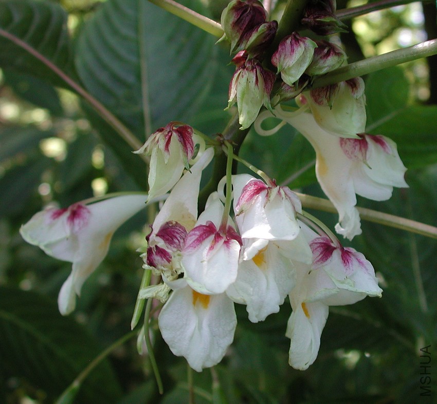 Impatiens_mishmiensis_0988.jpg