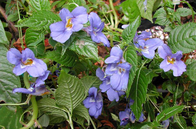 Impatiens_namchabarwensis_True_Blue_9102.jpg
