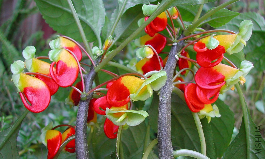 Parrot_Impatiens_niamniamensis_6839.jpg