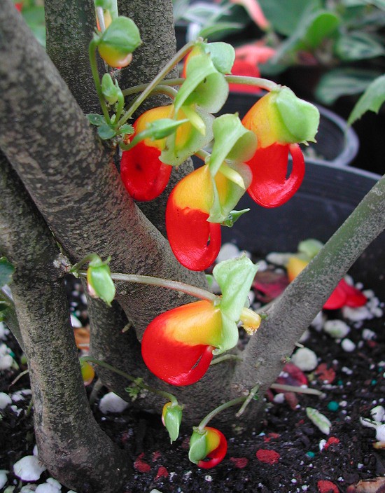 Parrot_Impatiens_niamniamensis_3683.jpg