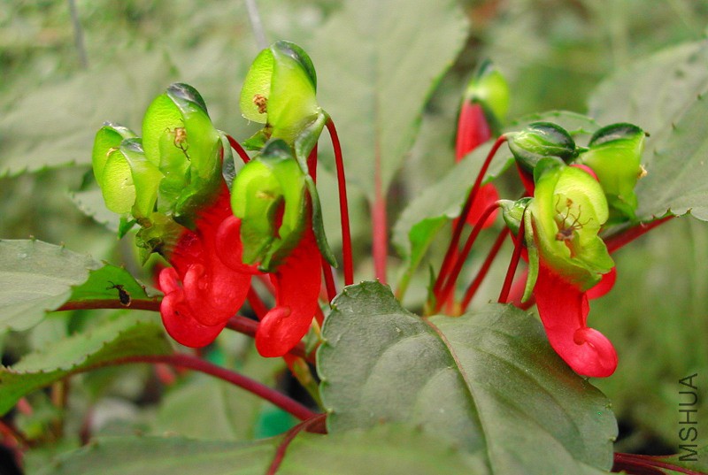 Impatiens_parasitica_0964.jpg