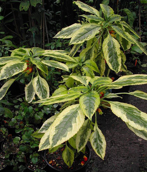Variegated_Parrot_Impatiens_niamniamensis_8541.jpg