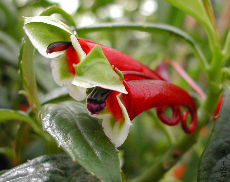 Impatiens_paucidentata_0245.jpg
