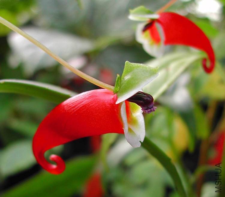 Impatiens_paucidentata_4532.jpg