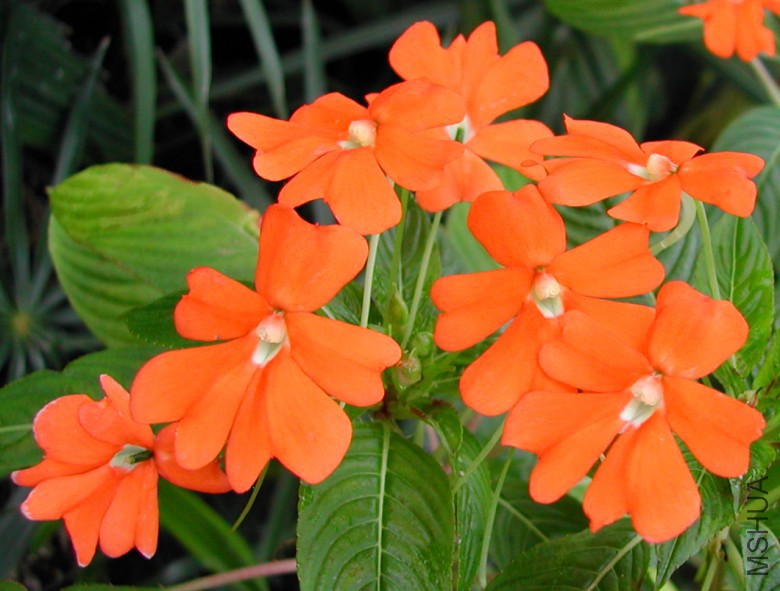 Impatiens_platypetala_2_7943.jpg