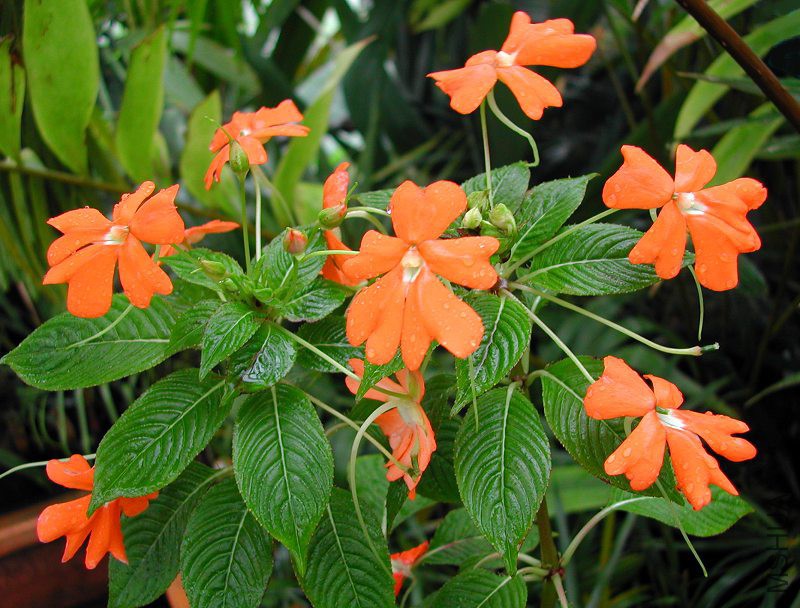 Impatiens_platypetala_0025.jpg