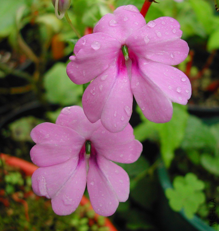 Impatiens_platypetala_magenta_0522.JPG