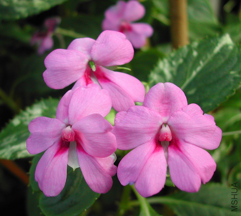 Impatiens_platypetala_magenta_7657.JPG