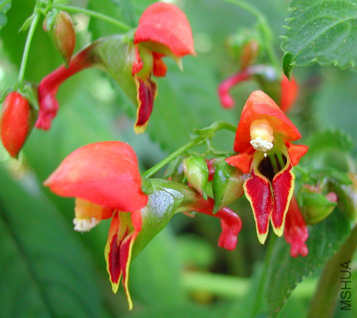Impatiens_sakerana_8991.jpg