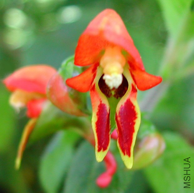 Impatiens_sakerana_8998.jpg