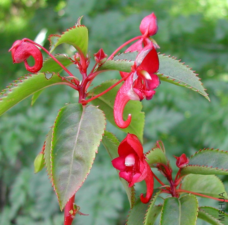 Impatiens_salpinx_0228.jpg