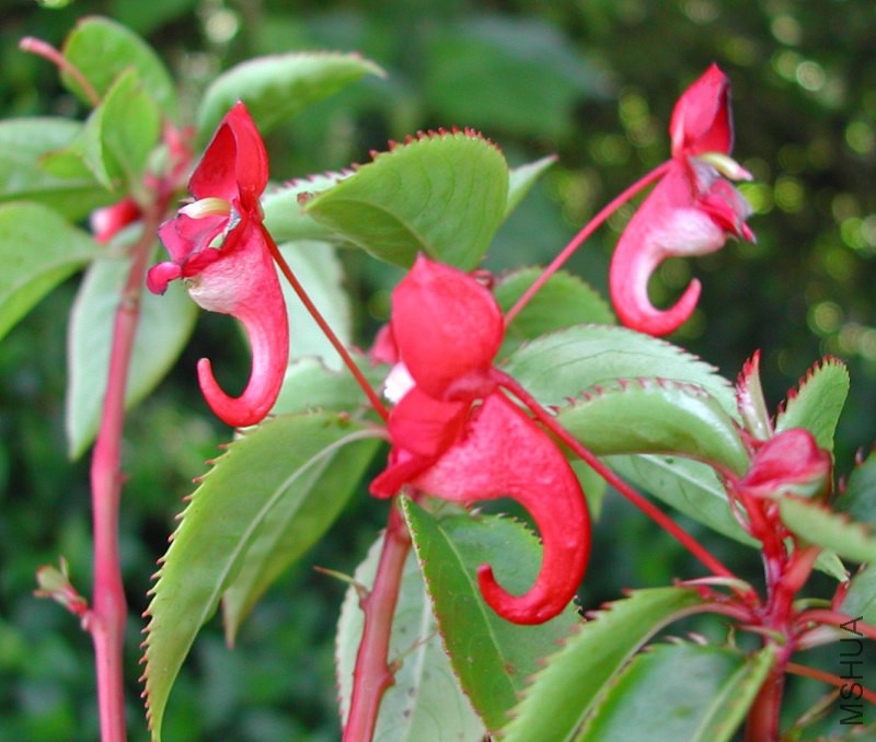 Impatiens_salpinx_0239.jpg