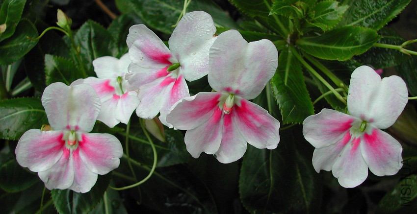 Impatiens_sodenii_Oliverii_Flash_7570.jpg