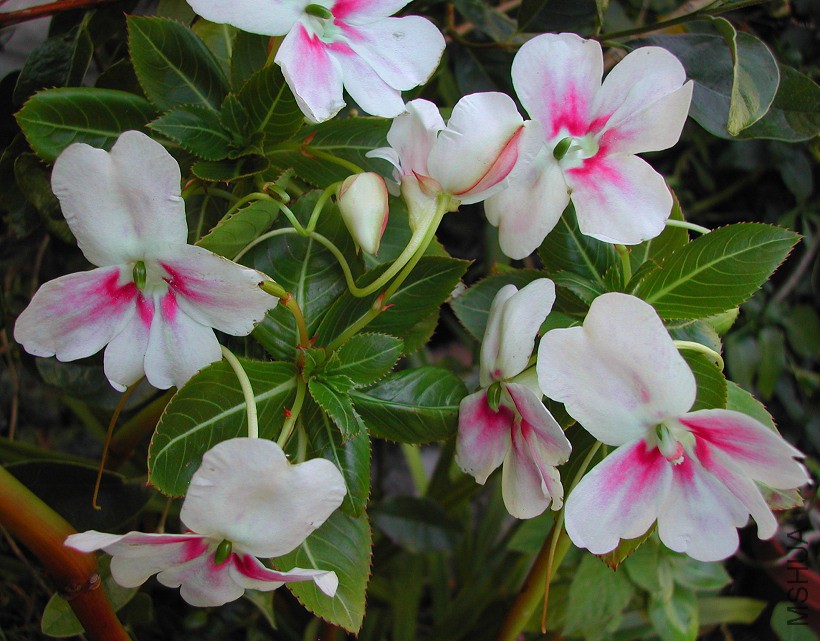 Impatiens_oliverii_Flash_sodenii_0058.jpg