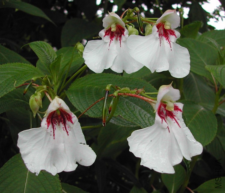 Impatiens_tinctoria_1884.jpg