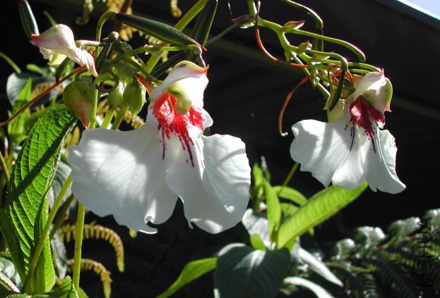 Impatiens_tinctoria_8927.jpg