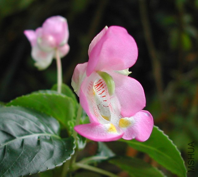 Impatiens_tuberosa_0367.jpg