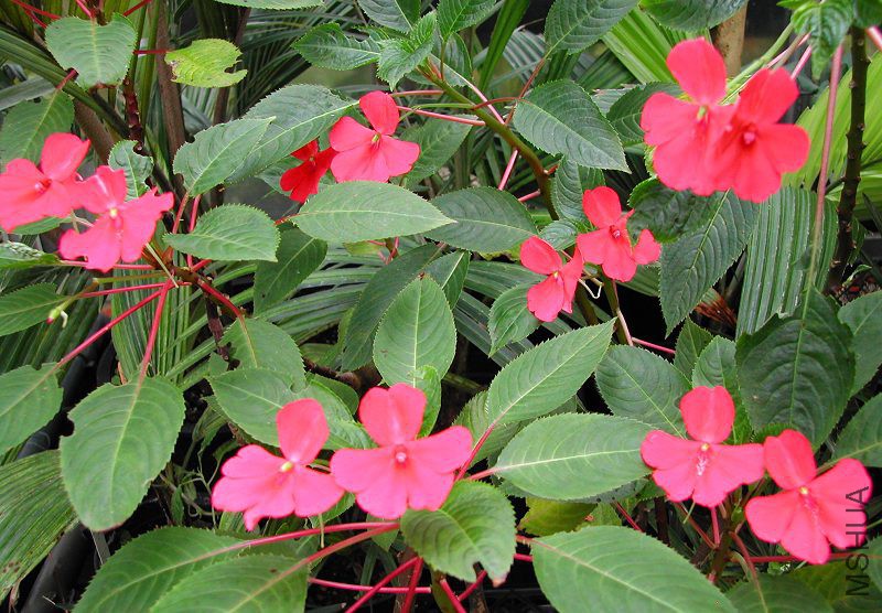 Impatiens_usambarensis_2_7952.jpg