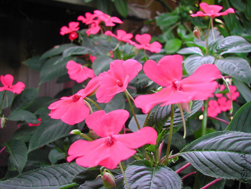 Impatiens_usambarensis_1281.jpg