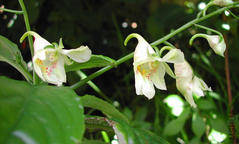 Vietnam_Impatiens_Mary_Sizemore_2476.jpg