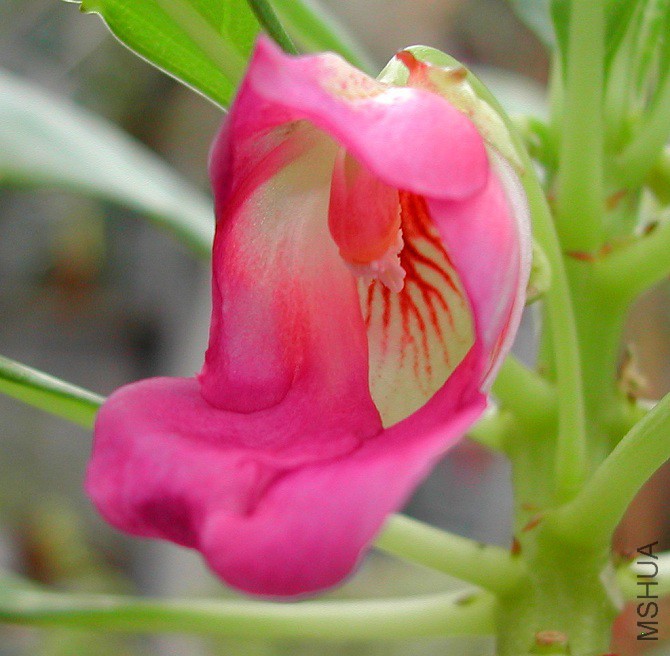 Impatiens_mackeyana_zenkeri_1495.jpg