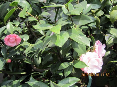 IMG_7133_�༭.jpg
