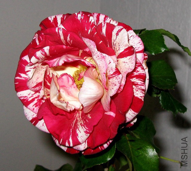 3743031070_131dd8f604_z.jpg