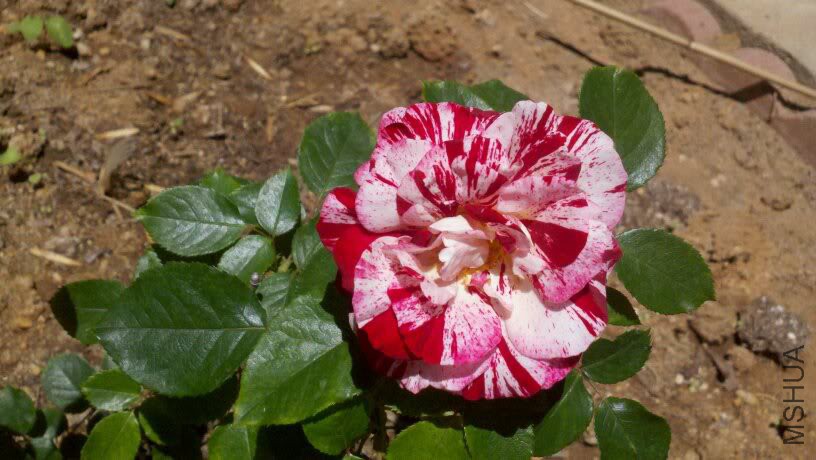 rock-n-rollrose.jpg