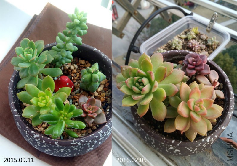 组合2 2015.09.11-2016.02.05.jpg