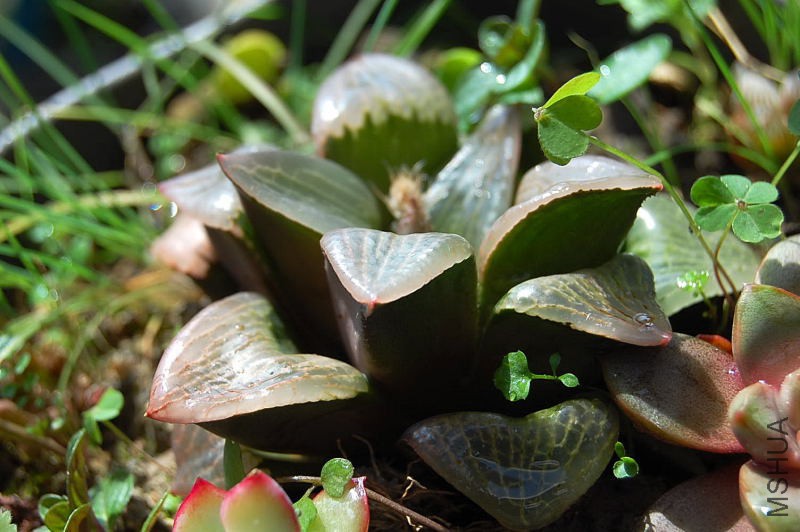DSC_24460171.JPG