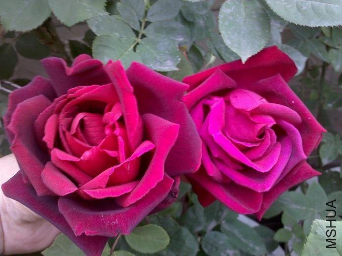 ��߰¿��������ұ��ֿ�