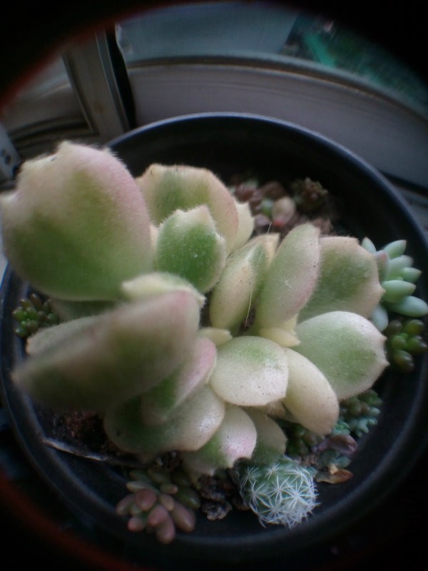 ���ڵ�����