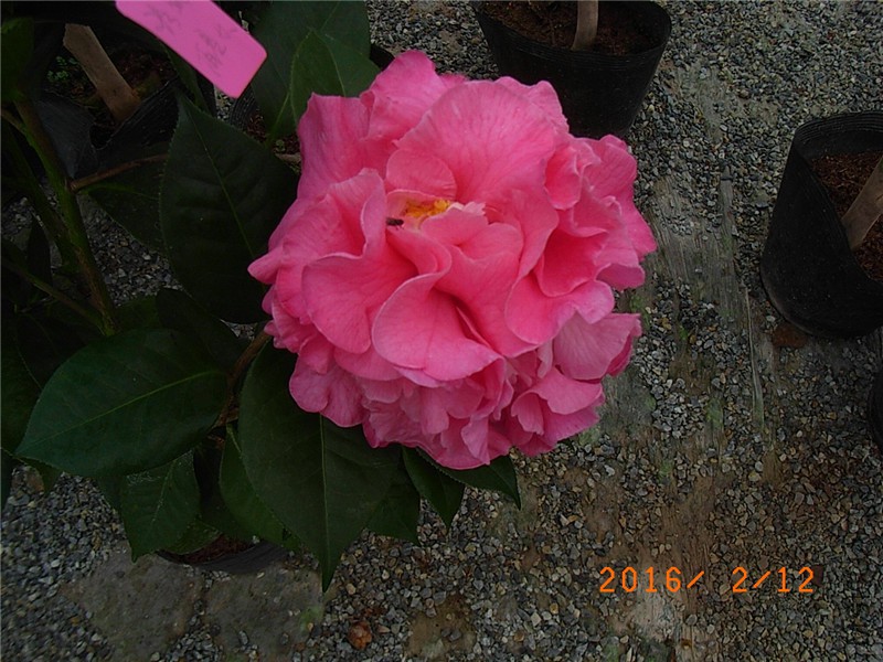 ���� (1).JPG