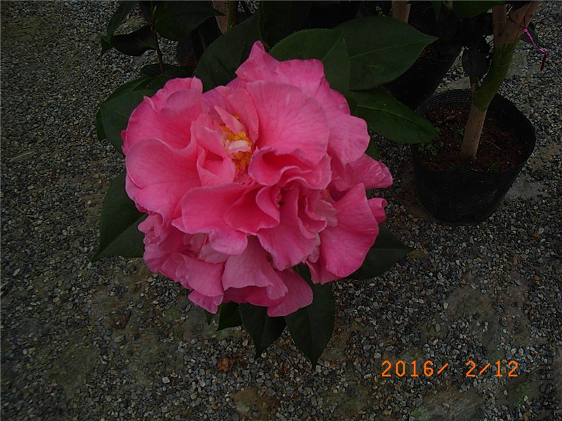 ���� (2).JPG