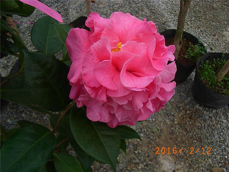 ���� (4).JPG