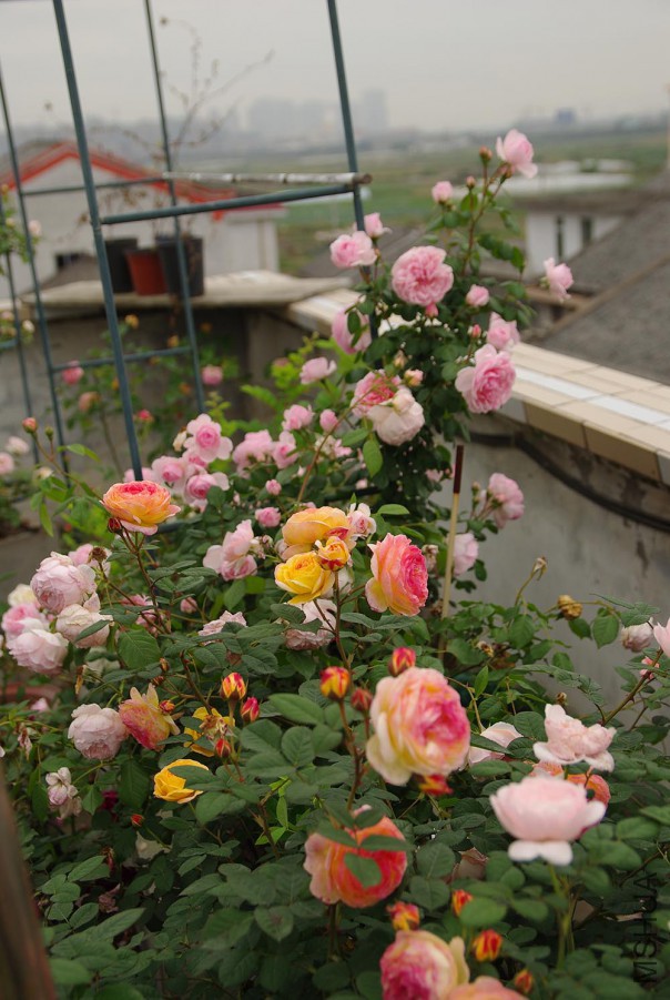 IMGP5695.JPG