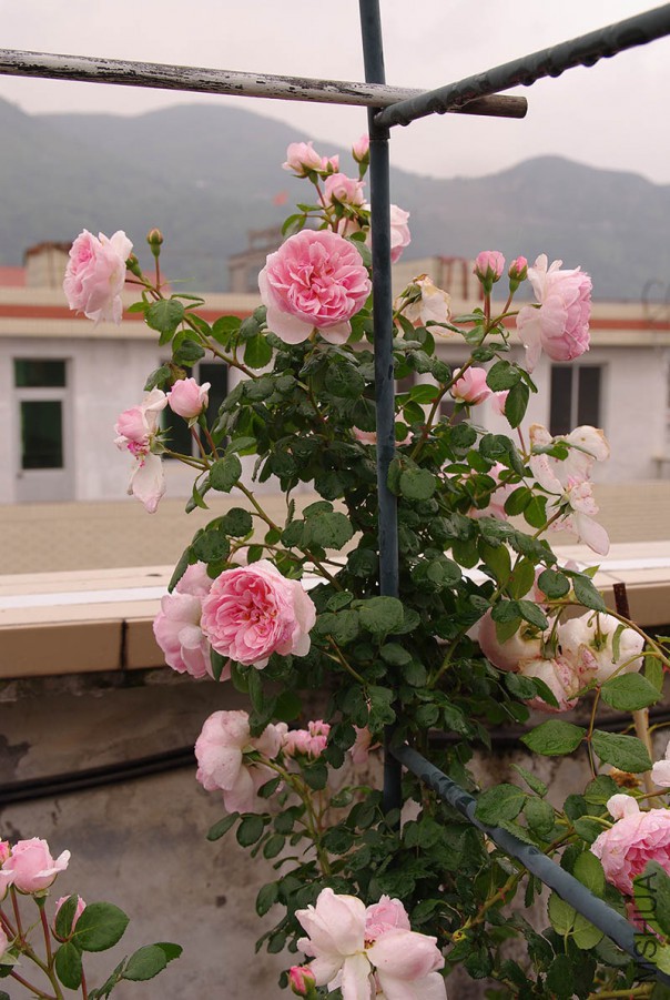 IMGP5765.JPG