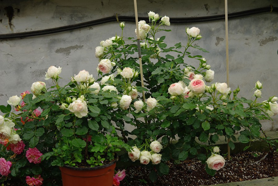 IMGP5852.JPG